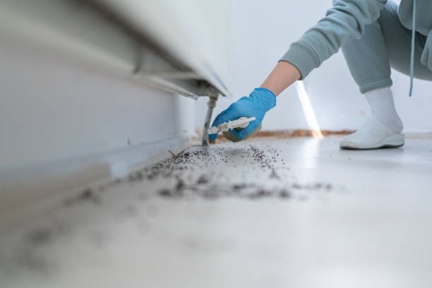 Best Bed Bug Extermination  in Long Beach, CA